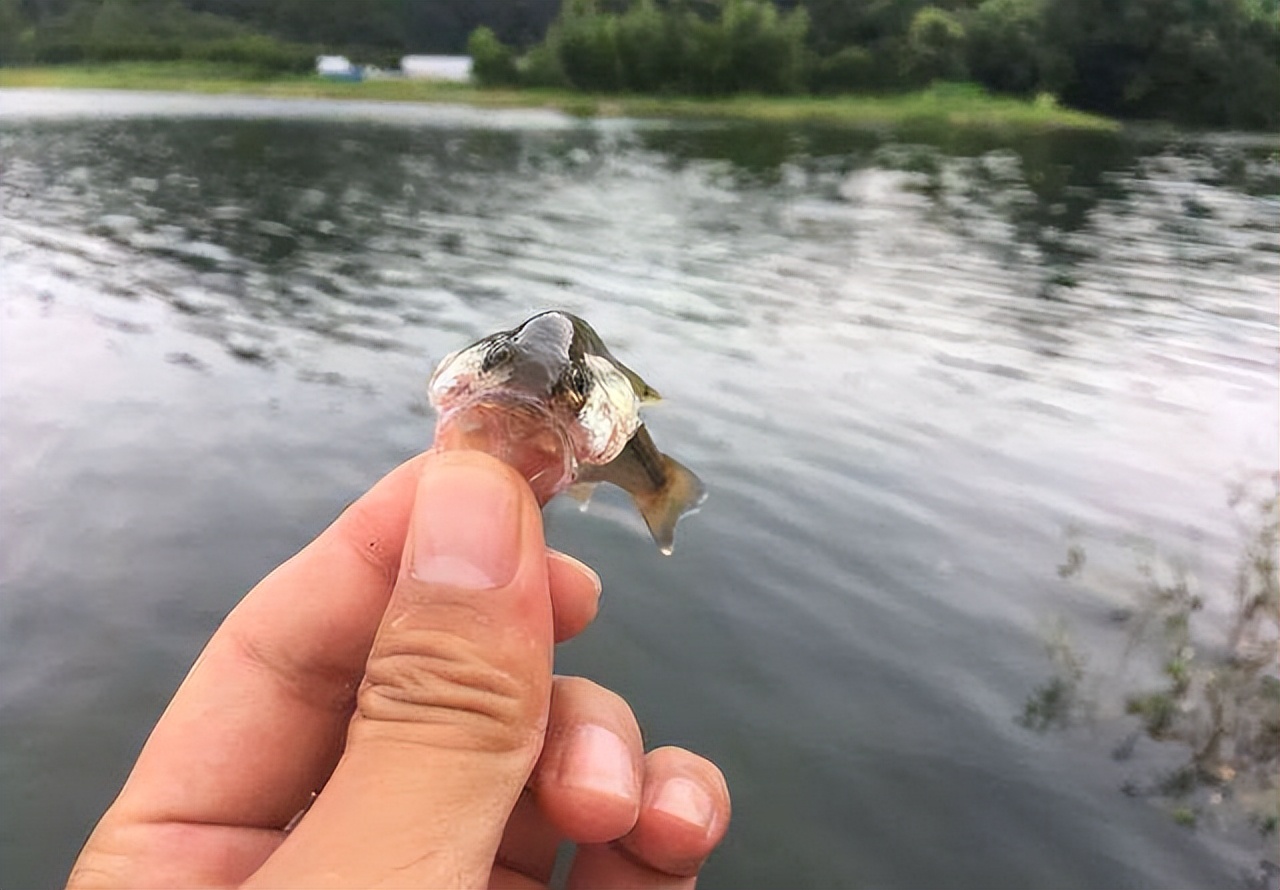 steam|让钓友头疼的4种小杂鱼,个个都是好食材,难怪成为“老头乐”