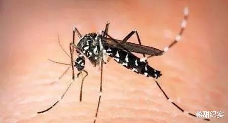 令人厌恶的蚊子到底有什么用?如果全部灭绝了会有什么后果?