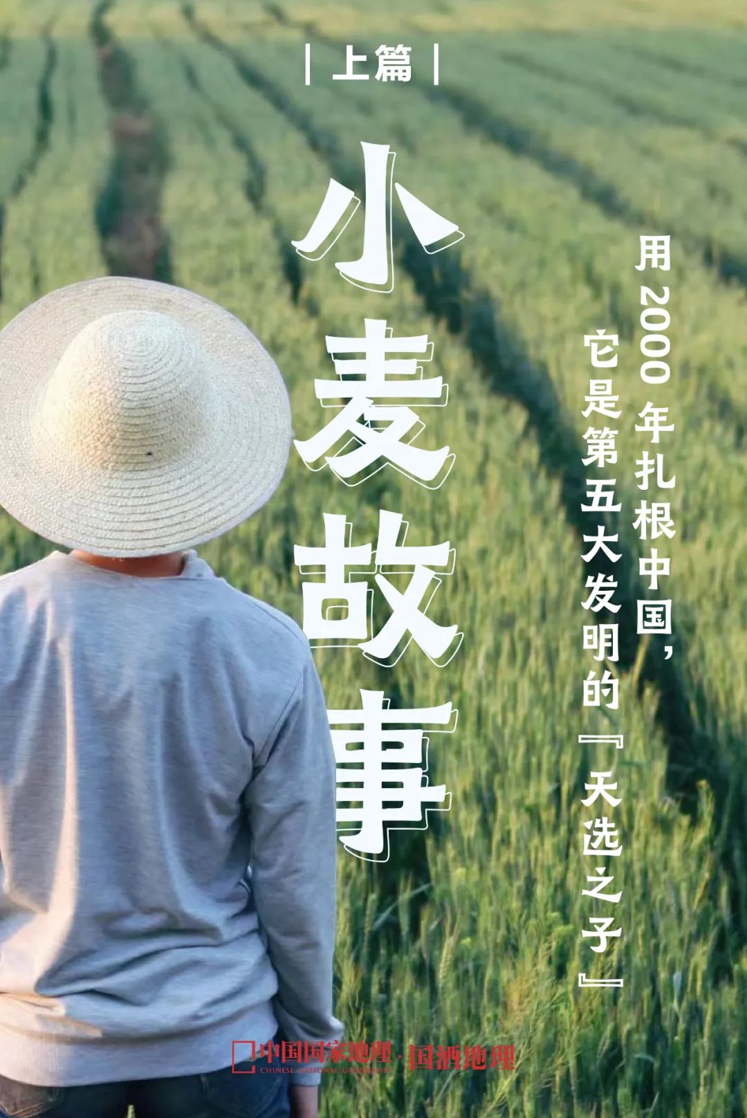 小麦是如何成为酿酒界制曲“一哥”的？