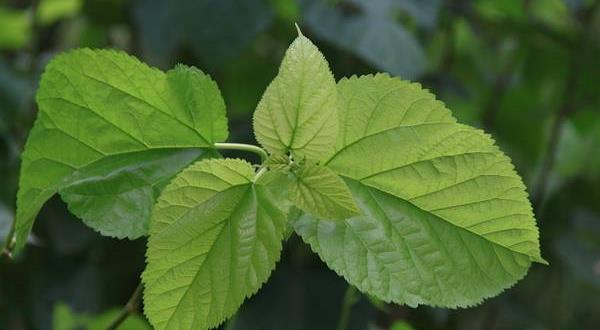 吉州人竟用一片树叶,烧制出了谜一样茶盏,为何现代工艺无法仿制