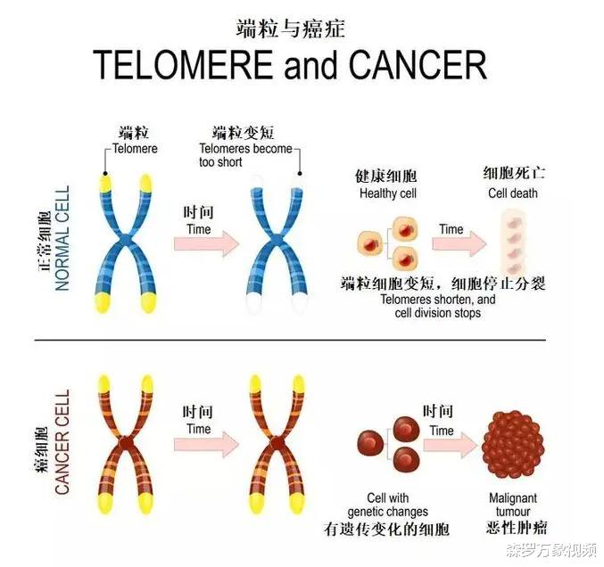 已故黑人妇女的癌细胞无限分裂分布世界各地,为人类做出巨大贡献