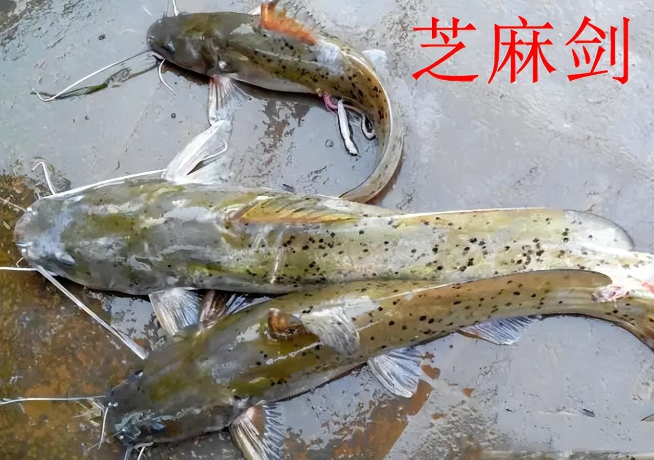 钓鱼得认识鱼,不是啥鱼都能钓,这5种鱼钓到要放生