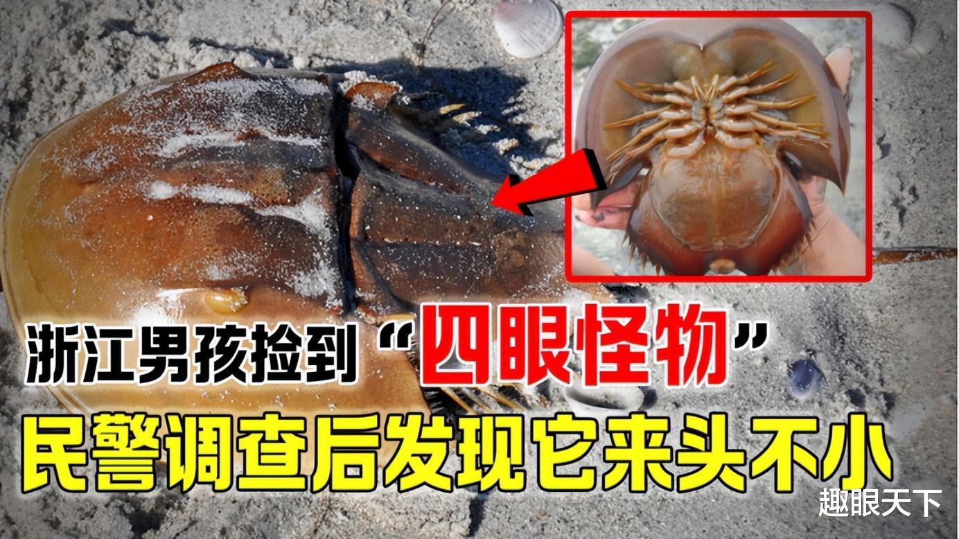 男孩捡到四眼怪物,越看越心慌,专家:它来头不小!