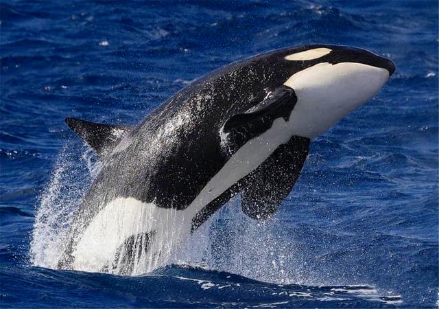多少头虎鲸能杀死16米蓝鲸?一场几小时的海湾激战,结局不出所料