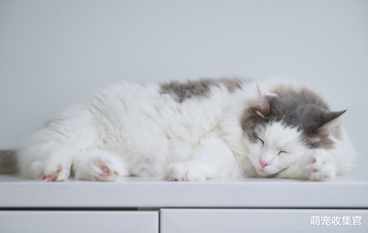 猫咪常见的7种睡姿,每一种睡姿代表的意思,你知道吗?