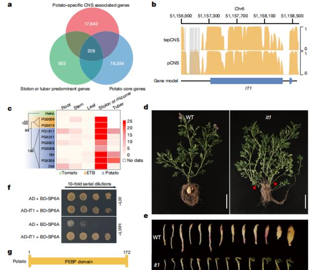 中国科学家首次解析土豆的泛基因组，为杂交土豆育种奠定坚实基础