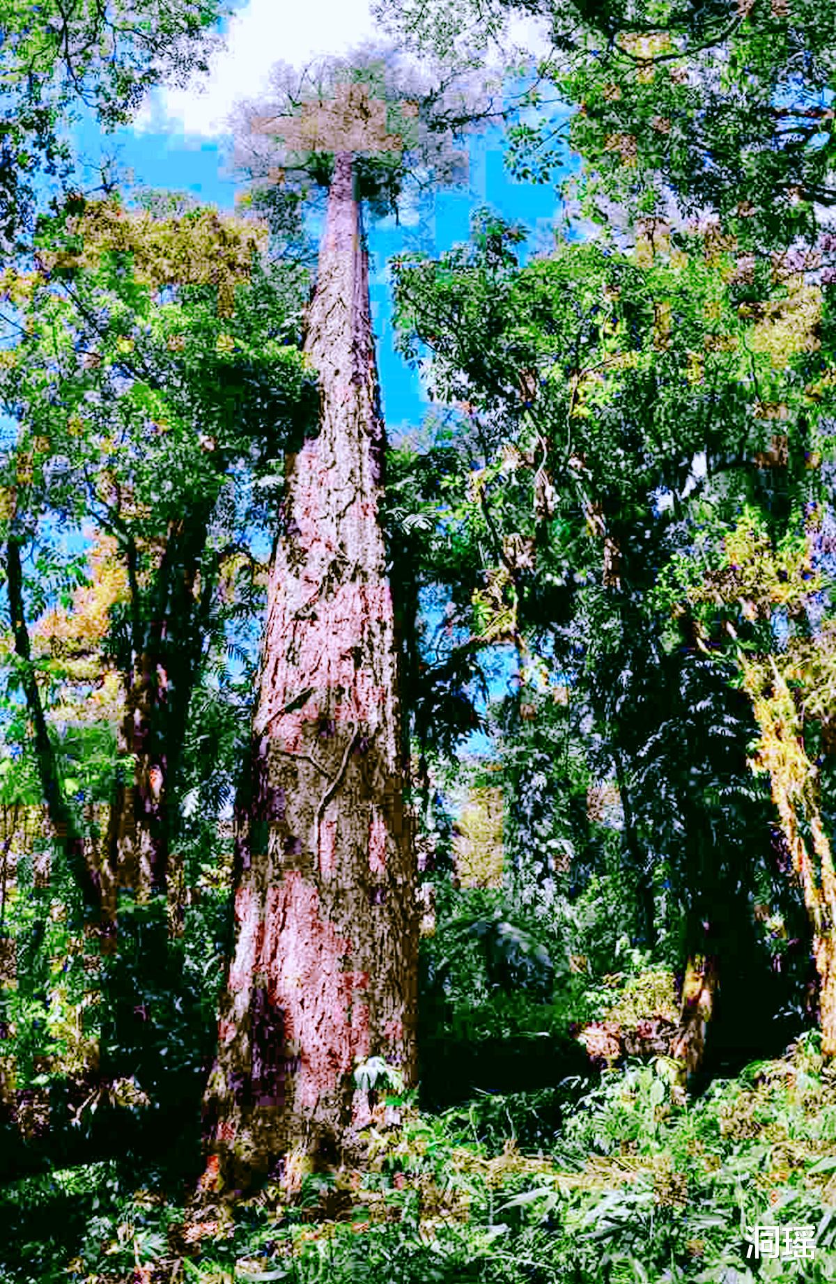 西藏|刷新记录！中国大陆发现“新树王”，比云南秃杉还高4.8米
