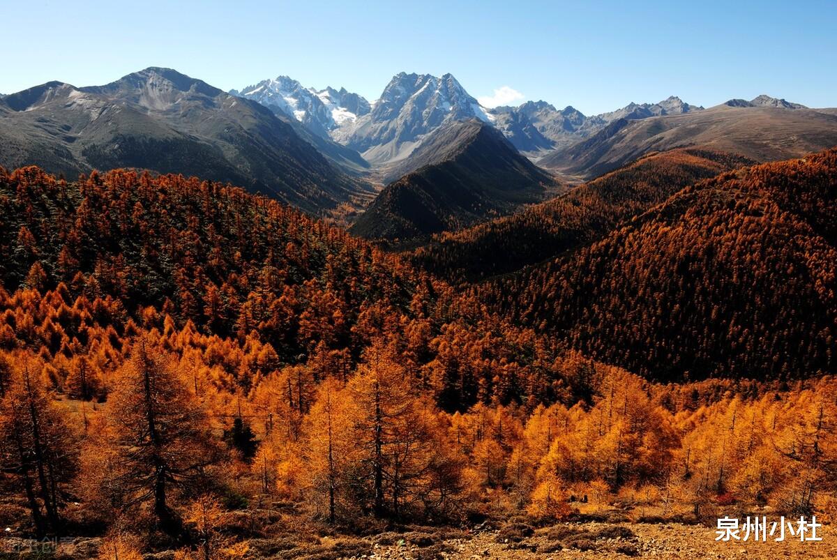 民俗|白茫雪山：一匹飞腾的骏马，动植物的王国，真正的白马王子