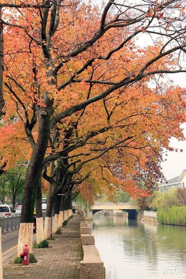 杭州|枫桥路的红枫渐入佳境,道前街的银杏黄到鼎盛,去去去!