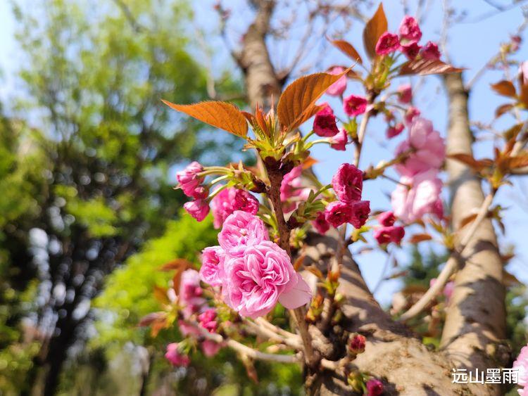 贵阳|随走昆明盘龙江北段，邂逅多彩樱花，有难得一见的绿樱花，好看