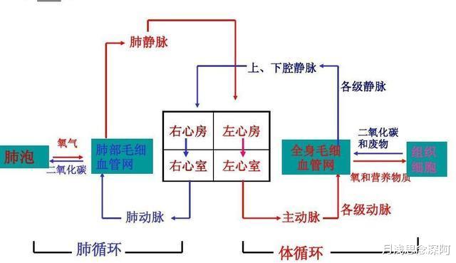 美国发明死而复生技术,人类永生有望?为何有人说这是在犯罪?