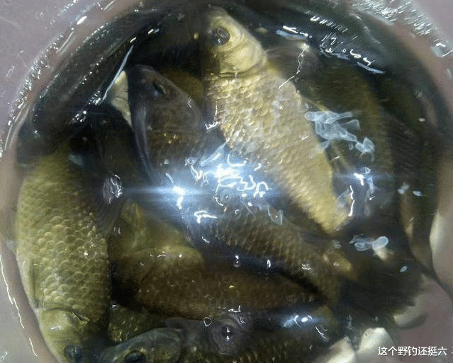 饵料|别人连杆爆护的位置，为什么等我们第二天去钓，却钓不好钓不到？