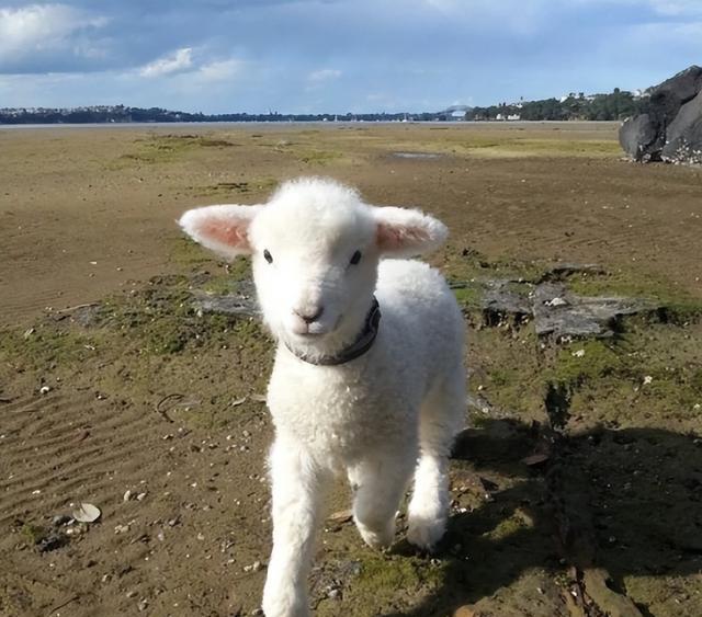 周鸿祎|投了几百万就剩几只羊，周鸿祎堪称投资界的欢乐喜剧人