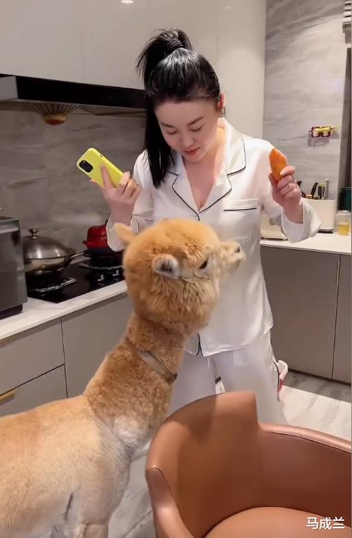 关婷娜|赵本山“御用老伴”关婷娜，在豪宅内养羊驼，穿低领睡衣秀事业线