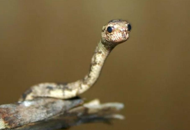 白羊座|2月下半月，好运汇聚，命星照祥，职场遇贵人，悄悄变有钱的生肖