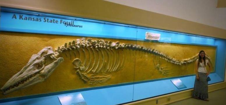 海王龙化石出现,已有7000万年的历史,除同类外算是无敌了
