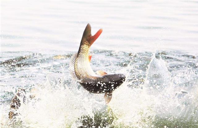 池塘|农村池塘不放鱼也能有鱼？我们钓过的鱼，有一种鱼能活一百多年