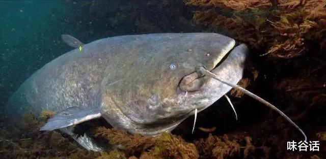 长宁|江西男子野钓收获“米级”巨型鲶鱼，脑袋比人的头大，网友：放生