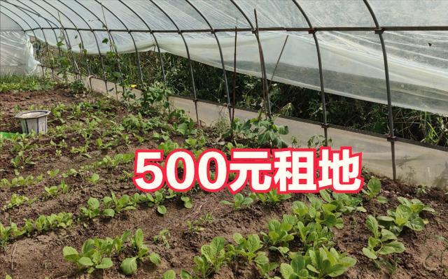 江苏女子花500元租了一块地,半年后硕果累累,网友:太值了