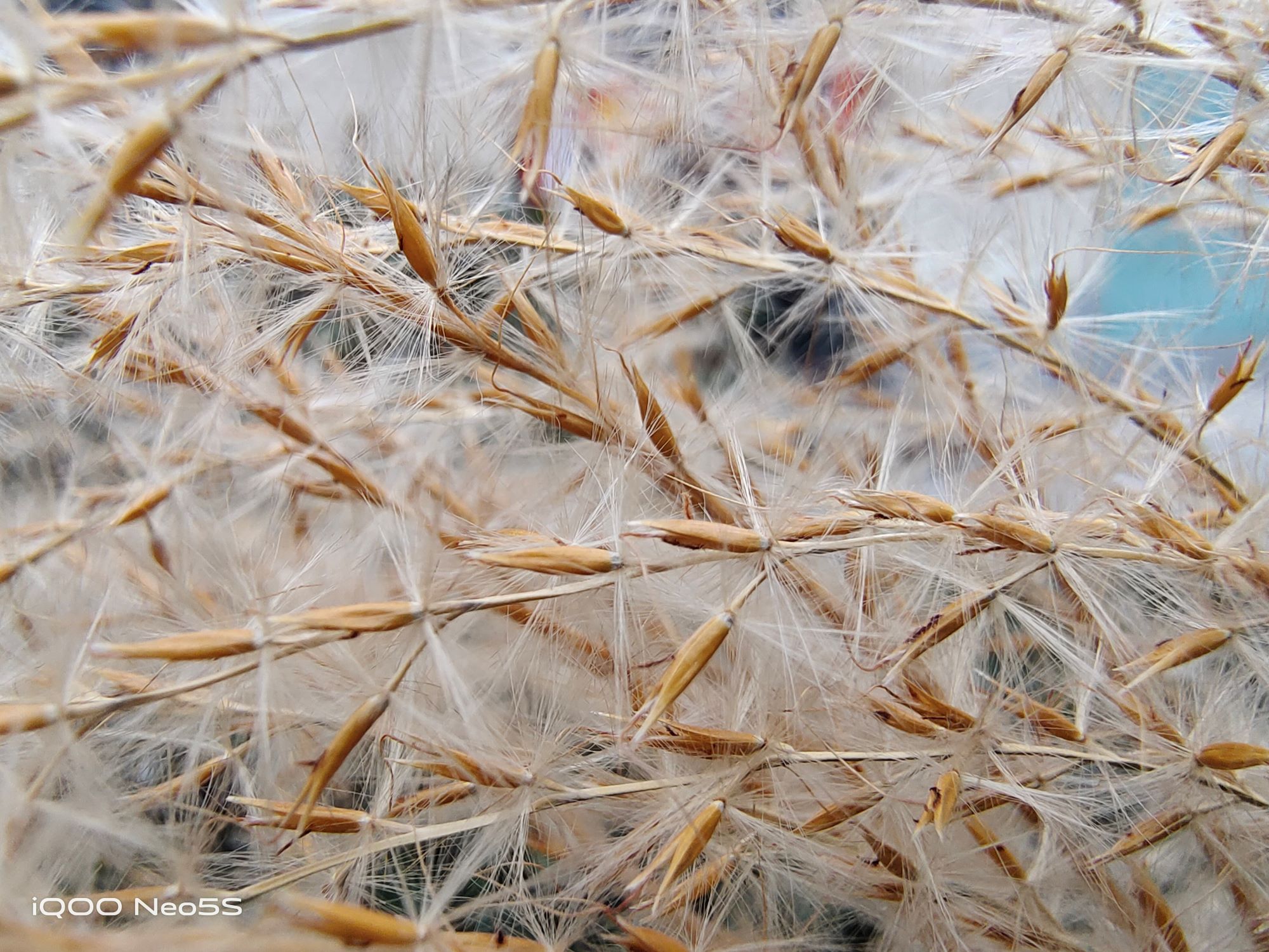 iqoo neo|双芯打造2.5k价位段高性价比游戏利器iQOONeo5S影像体验不容忽视