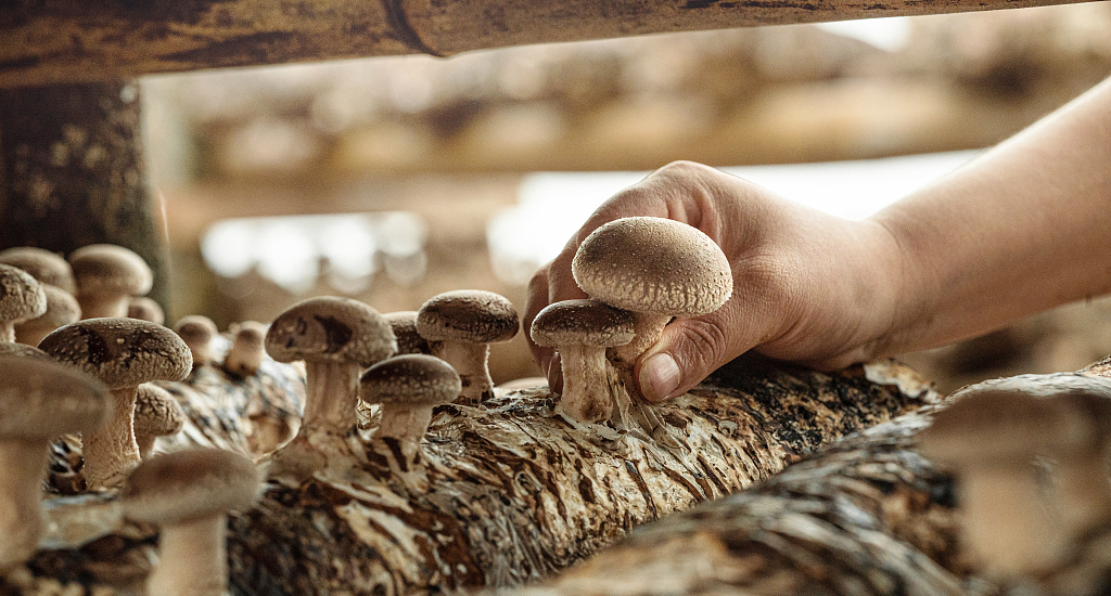 白癜风|香菇竟被医学界称为“抗癌圣品”,它是如何达到抗癌效果的?