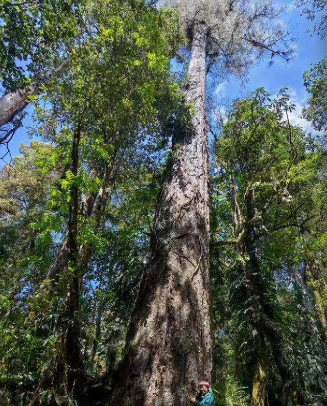 西藏|西藏发现新“树王”，高度达76.8米！树木最高能长到多少？