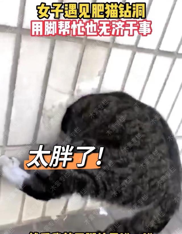 高峰 肥猫钻洞进不去,女子用脚帮忙也无济于事,网友着急:它是想出来