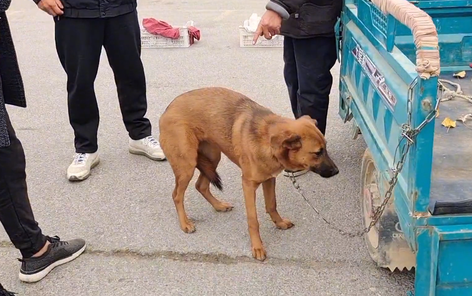 夹着尾巴的看家犬，还是620卖了狗贩子，大妈：跟他走吧，俺的狗可听话了