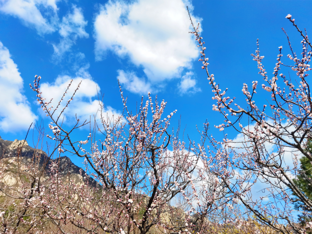 成都|清明假期登山赏花，北京这几个好去处不容错过