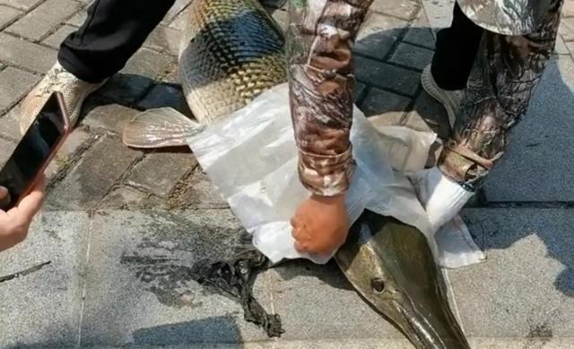 长江|广东钓鱼人湖中钓起76斤鳄雀鳝引热议，网友：太大了，放生吧
