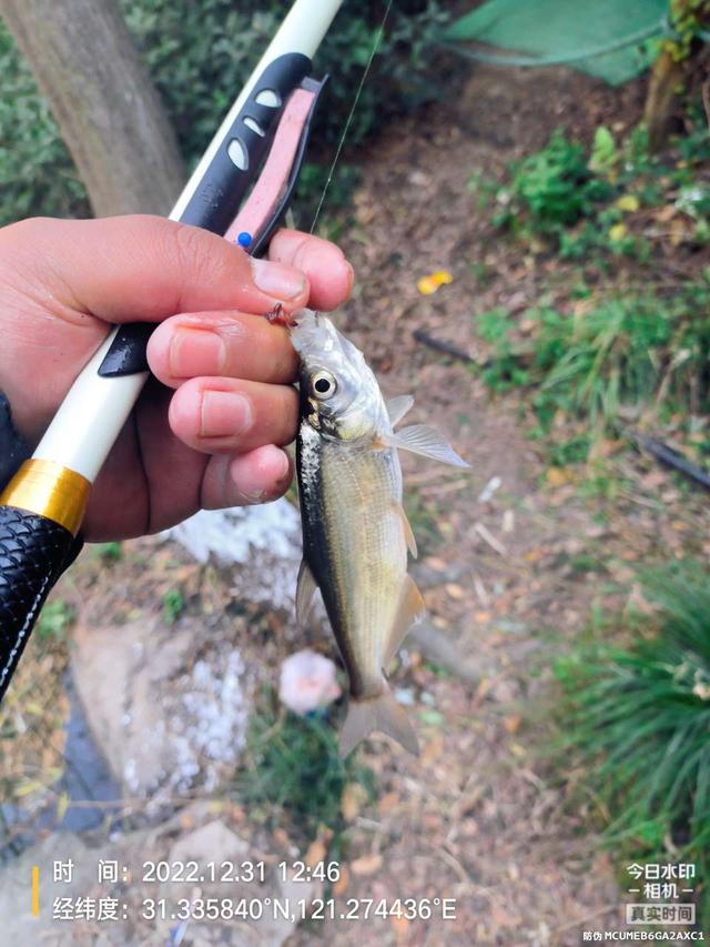 |2022年最后一钓，最大的鱼是斤鲫！