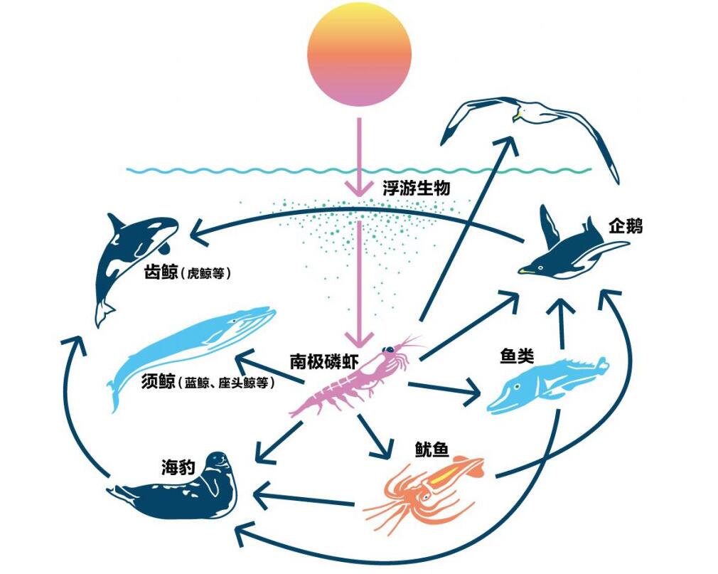 蓝鲸能长那么大的秘诀是啥?抢占底层资源,自己的粮食自己种