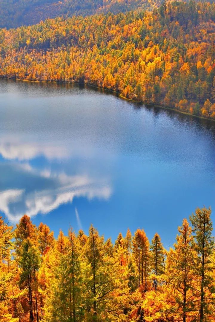 阿尔山|中蒙边界一个没有存在感的小镇,靠一波秋色刷爆连喀纳斯都羡慕!