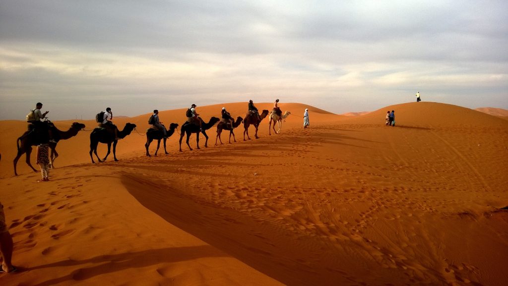 甘肃|为何在沙漠中看到死骆驼，千万不要触碰？是一种非常危险的行为