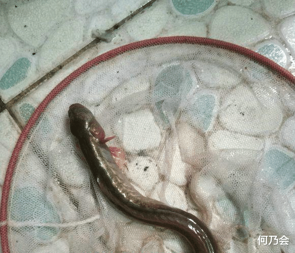 |东江出现许多“奇鱼”,钓鱼人:连续几天钓到,一开始以为是河鳗