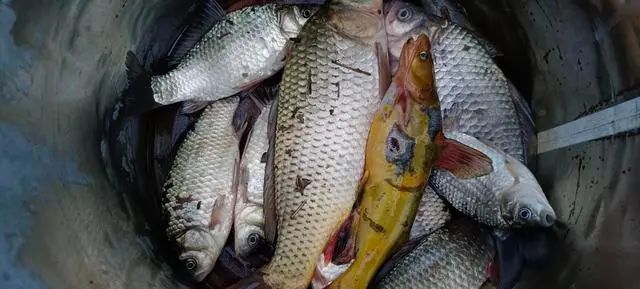 春分|春分后野钓鲫，只需掌握5大“黄金密码”，让你轻松爆护满载而归
