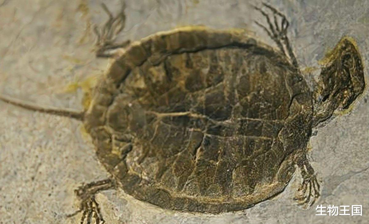 乌龟的硬壳怎么来的?科学家百思不得其解,成进化论的终极bug
