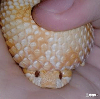 蛇界小可爱—猪鼻蛇,遇到危险就装死,堪称最怂的蛇类