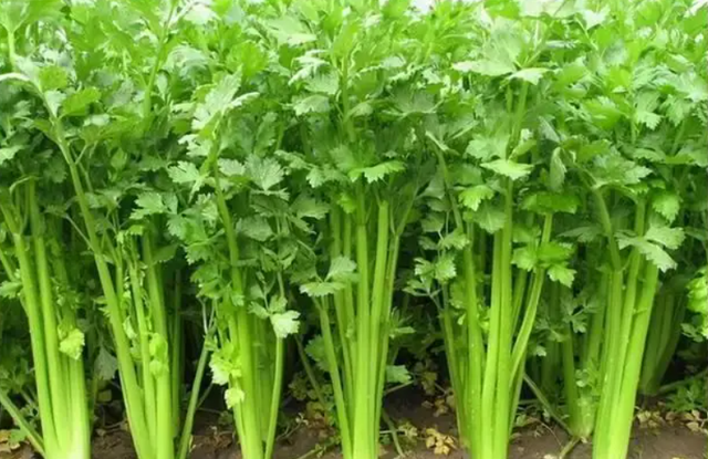 妇科病|吃芹菜为什么不吃叶子?或许很多人还不清楚,看完记得转告爸妈