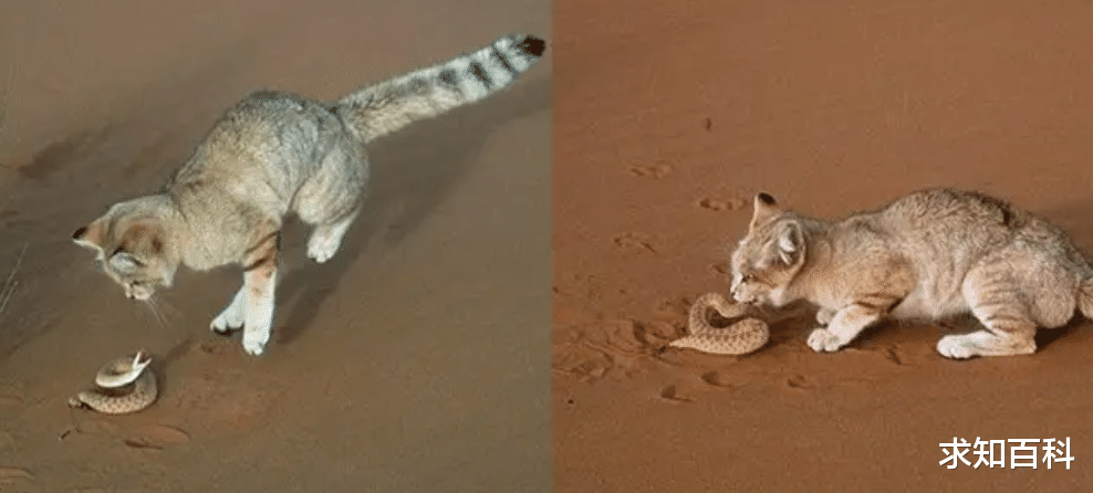地球上居然还有这种猫?它是真正的沙漠精灵!一辈子都能不喝水?