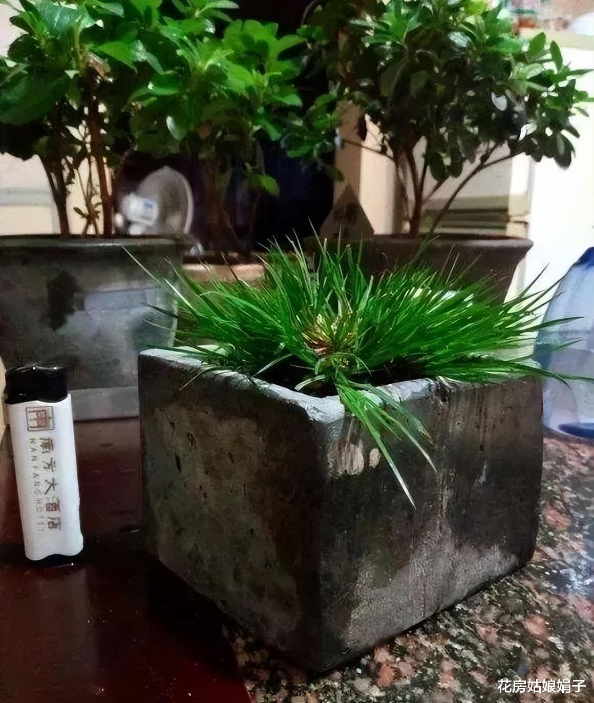 老砖老瓦收进小院，是做园艺盆器还是装饰小院，要的是独有的古韵