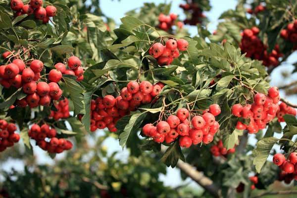 便秘|山楂是“养生高手”,山楂加一物,可能给你带来意想不到的惊喜