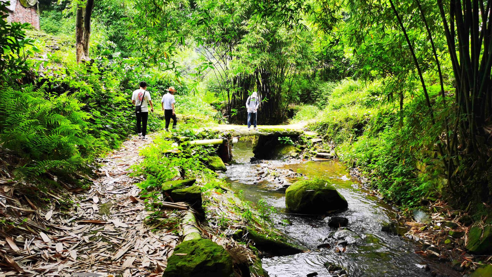 夜生活|行走自贡：川玻医院下的竹林秘境