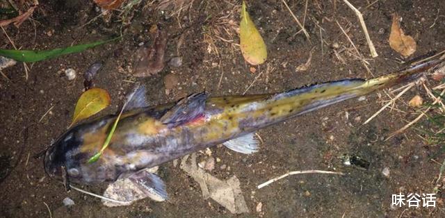 广东省|广东一男子户外夜钓，难得收获一条大鱼却马上就回家了，为啥？