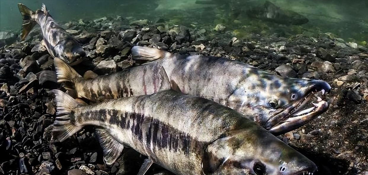 贝加尔湖明明是一个淡水湖,为什么会生活着海洋生物?