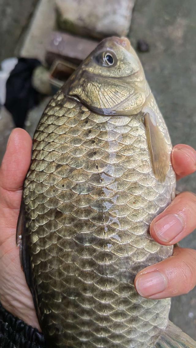 空军|火树银花闹元宵，大板鲫闻讯而来！