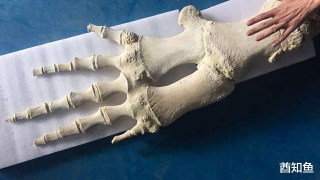 为什么鲸类的鳍骨就好像人手一样，也有五个指头呢？