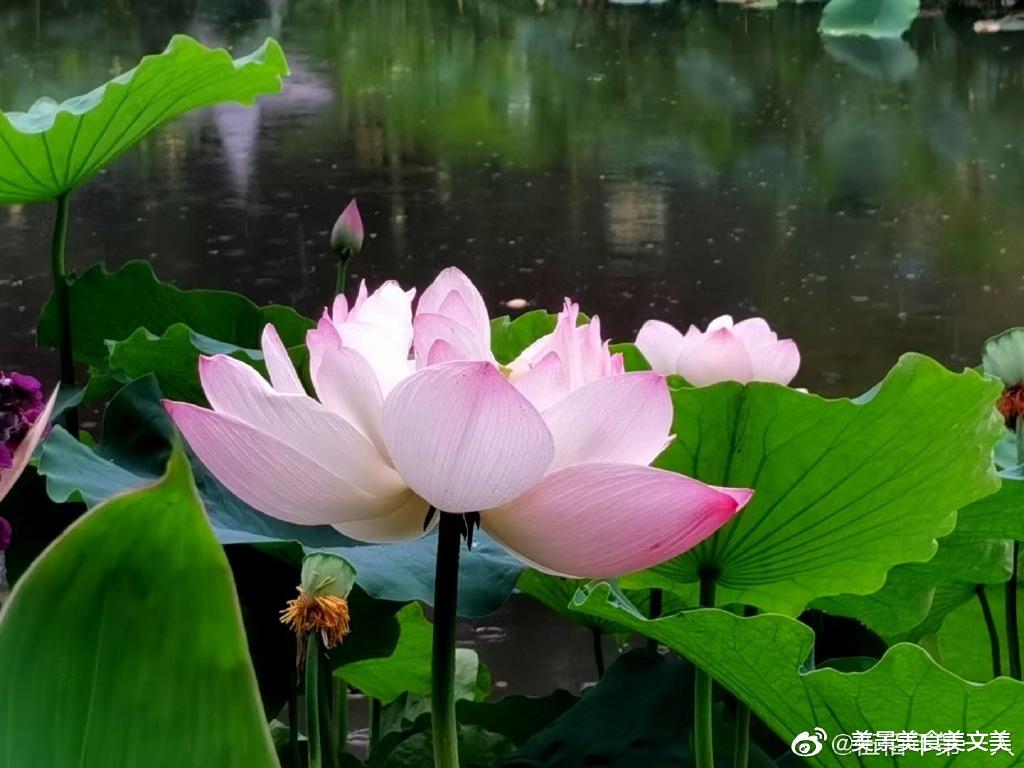 荷花|接天莲叶无穷碧，映日荷花别样红 |  荷花盛开，美在当夏