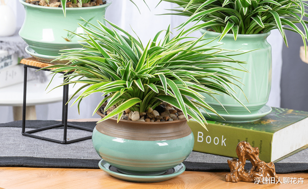 夏季卫生间闷热潮湿异味重,试着养5种植物,好看耐阴又“除臭”