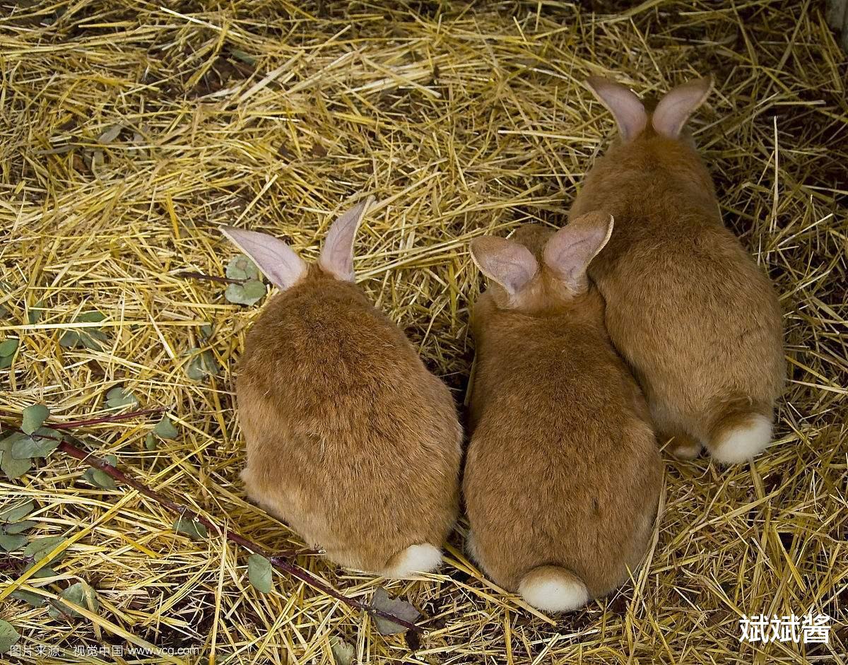 24只兔子去澳洲，为何能繁衍到百亿只？近亲繁殖为何“失效”？